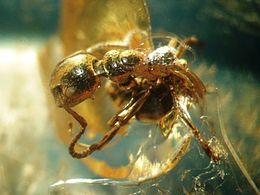 260px-Baltic_amber_inclusions_-_Ant_(Hymenoptera,_Formicidae)2