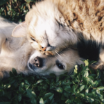 Het verschil tussen kattenvoer en hondenvoer