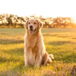 Natuurlijke hondensnacks: gezonde opties voor je beste vriend