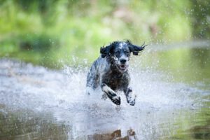 Waterblazer hond